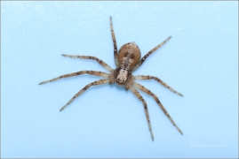 <p>LISTOVNÍK OBECNÝ (Philodromus cespitum) Knížecí</p>